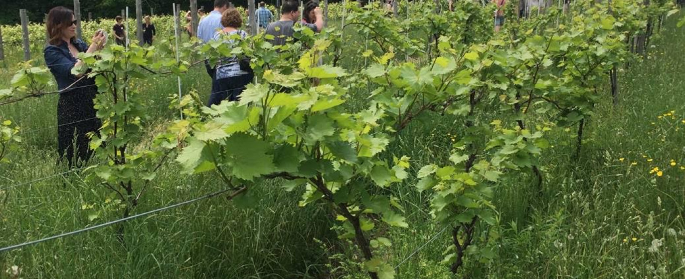 Ce jeudi 2 mars à l'émission Ici et Ailleurs : Voyages à la découverte des vins