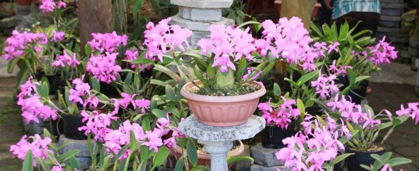 Voyage horticole au Costa Rica, ce jeudi 12 octobre à 10 hres, Émission Ici et Ailleurs