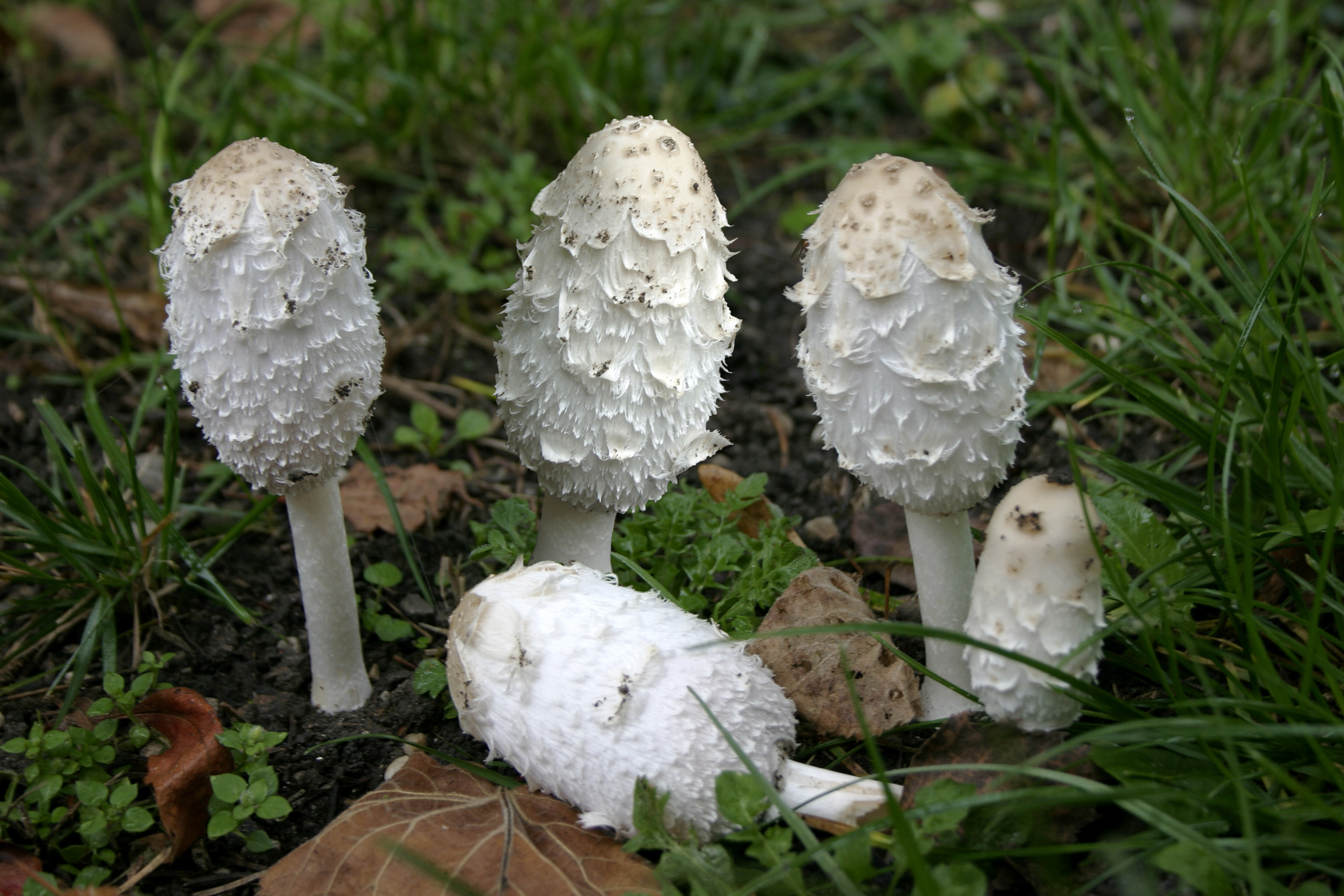 Le coprin, champignon urbain du voisinage limoulois
