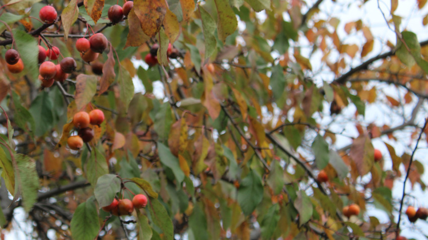 Des cueillettes urbaines qui portent fruit