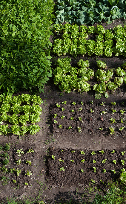 Le jardinier paresseux