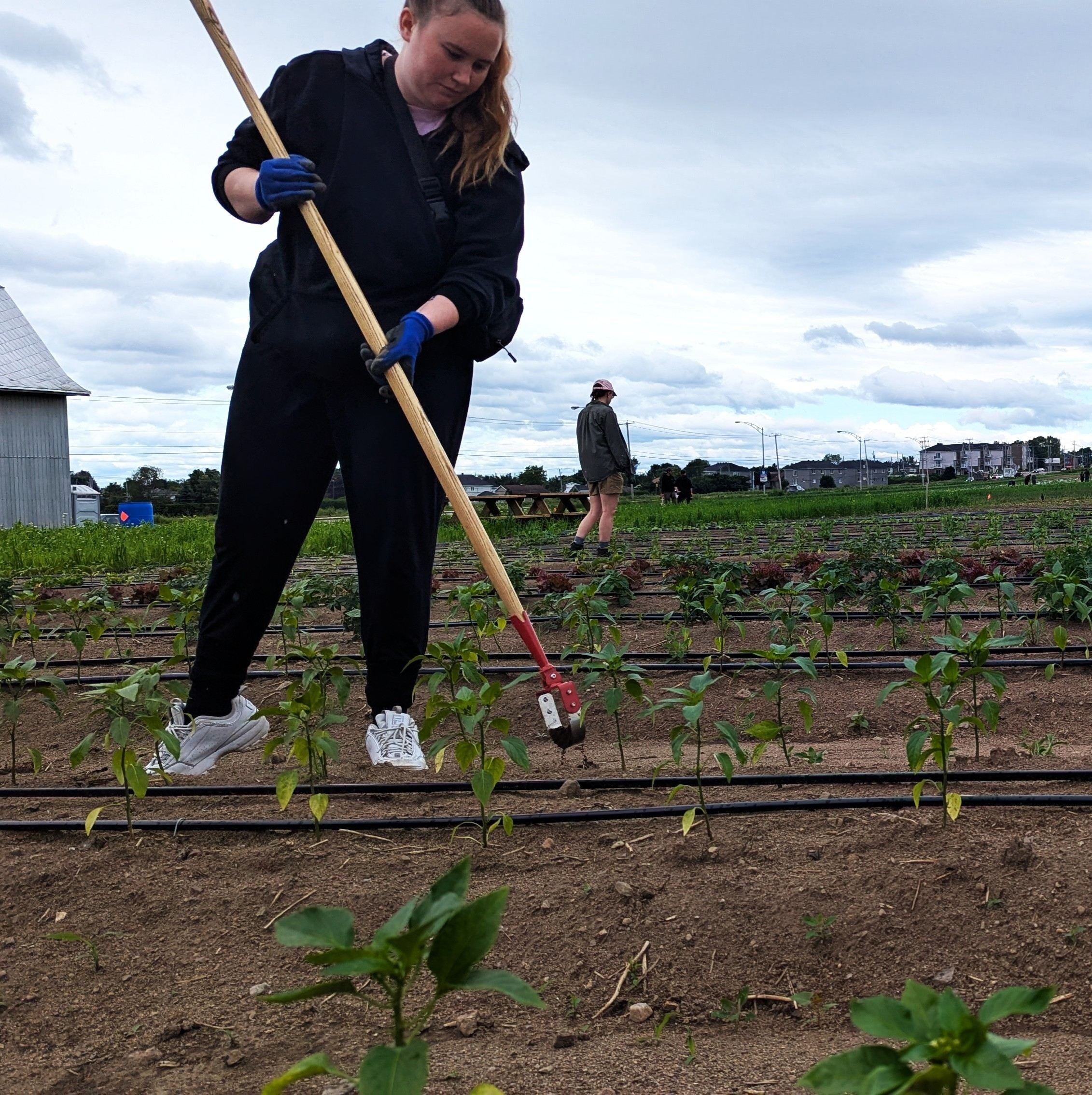 La ferme FUSÉ, un potager pour la communauté
