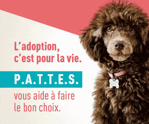 I-2CQ-IE-026 MAPAQ Adoption responsable